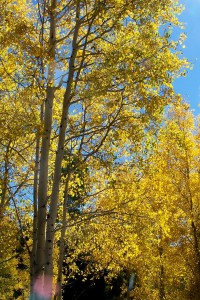 Aspens